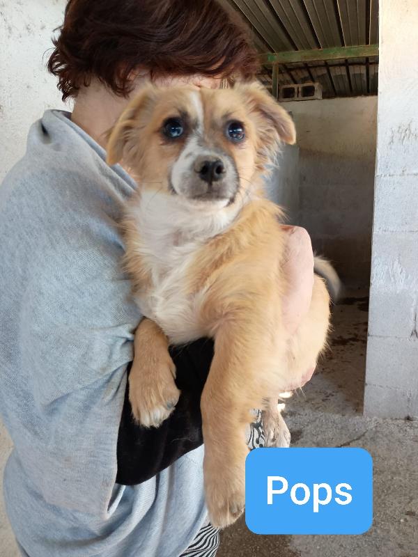 CUCCIOLI DI 5 MESI TAGLIA PICCOLA Foto 3